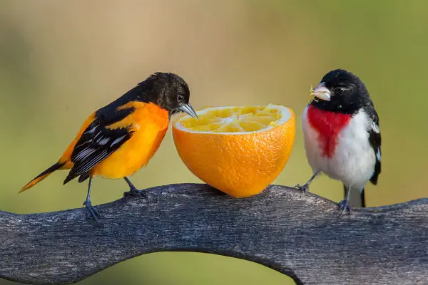 VOA Learning English - Birds Learn Each Other’s ‘Languages’ by Listening, Experts Say