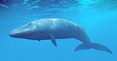 VOA Learning English - Scientists Get First-Ever Measure of Blue Whale Heart Rate