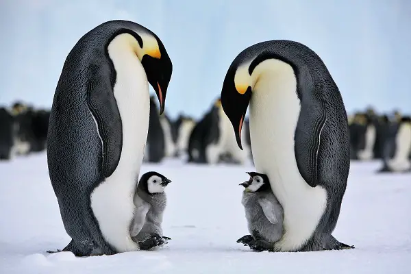 VOA Learning English - Emperor Penguins Survive in World's Most Extreme Climate