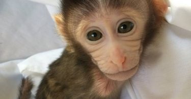 VOA Learning English - Transgenic Monkeys Produced in Japan