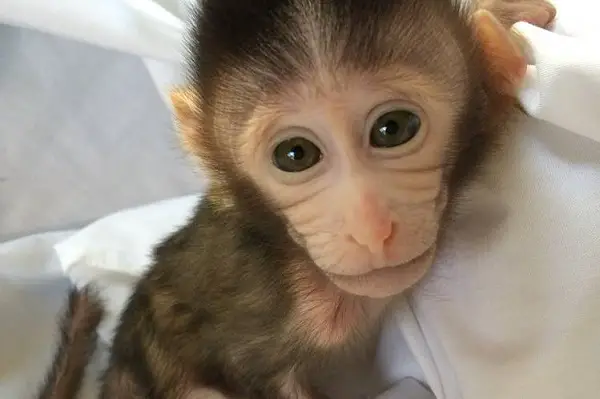 VOA Learning English - Transgenic Monkeys Produced in Japan