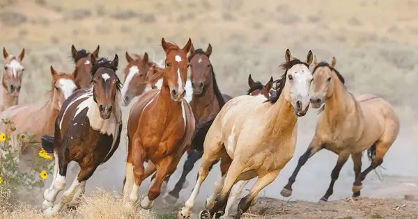 VOA Learning English - Dry Conditions Threaten Wild Horses in Western US