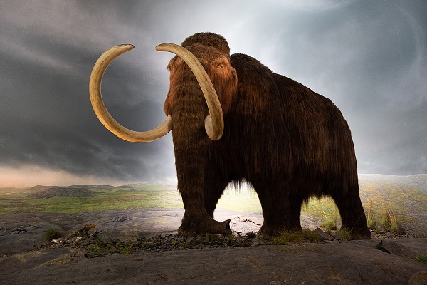 VOA Learning English - Mapping the Genes of the Woolly Mammoth