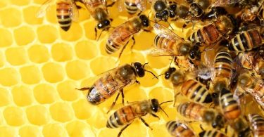 VOA Learn English - Bees are Carrying Pesticides into the World’s Honey