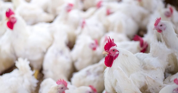 VOA Learning English - Major Chicken Producer to Stop Using Antibiotics