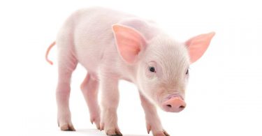 VOA Learning English - Scientists Clone Pigs to Make Omega-3 Fatty Acids