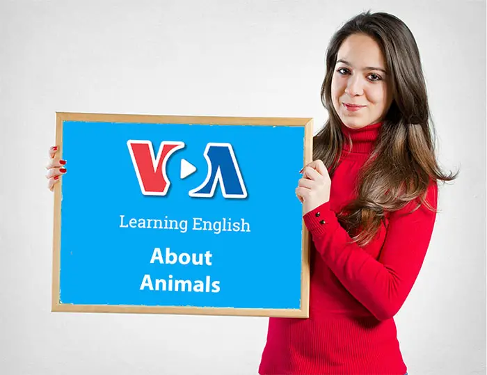 VOA Learning English About Animals for English Learners